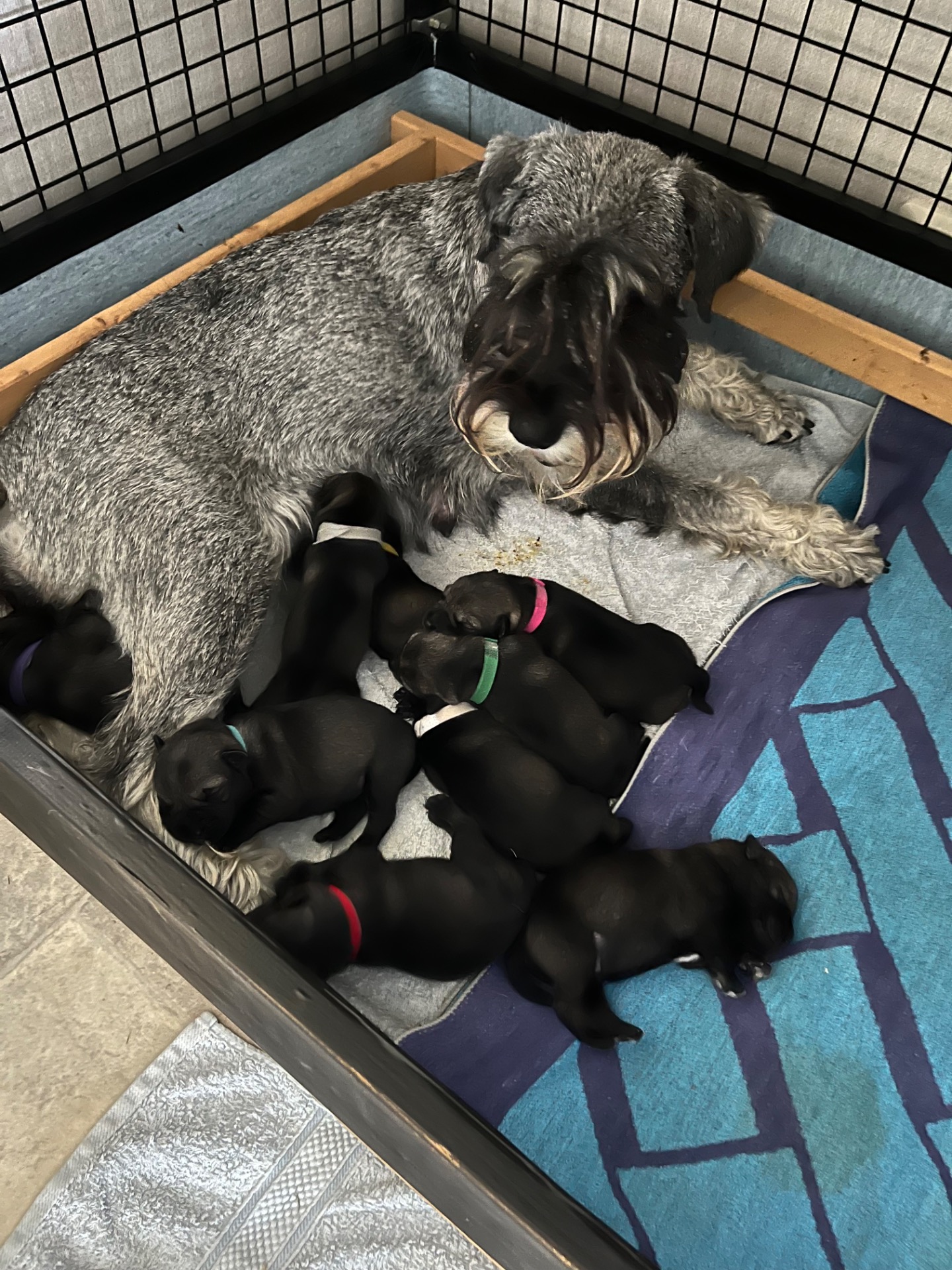 Dagens bild på vår C 2 kull, för snart 13 år sen föddes valparnas mormor Cubits Coquette (Xci). Denna kull är femte generationen efter vår finska underbara Mihan viehkeä Vega och det ska bli så spännande och roligt att följa dessa i framtiden 