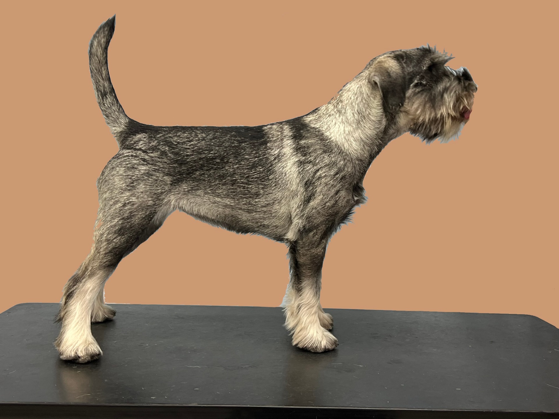 Cubits Cendra, e. Mihan Bendula, Multi champion, HD A/A, Mentaltestad, CDM fri, Cubits Hedda HD C1, SE,DKK,Norsk Uch, BPH